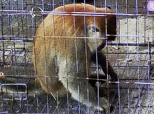 North Sumatra Wildlife Authority (BBKSDASU) Evacuates a Long-tailed Macaque from BinjaI (August 18, 2024)